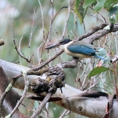 Todiramphus sanctus at Splitters Creek, NSW - 10 Sep 2023 09:17 AM