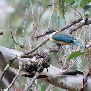 Todiramphus sanctus at Splitters Creek, NSW - 10 Sep 2023 09:17 AM