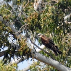 Pandion haliaetus (Osprey) at Avondale, QLD - 18 Aug 2023 by Gaylesp8