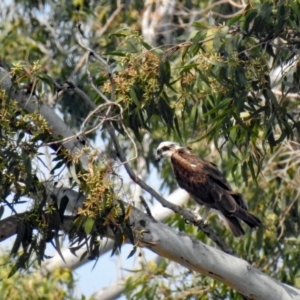 Pandion haliaetus at Avondale, QLD - suppressed