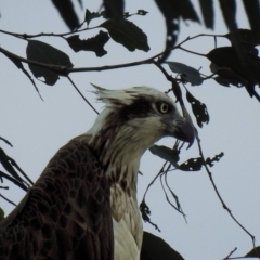 Pandion haliaetus at Avondale, QLD - 18 Aug 2023