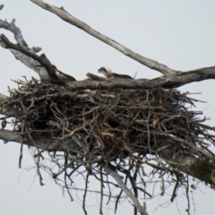 Pandion haliaetus at Avondale, QLD - suppressed