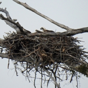 Pandion haliaetus at Avondale, QLD - 18 Aug 2023