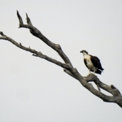 Pandion haliaetus at Avondale, QLD - 18 Aug 2023