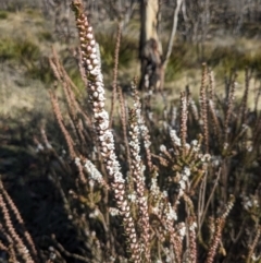 Epacris gunnii (Heath) at Paddys River, ACT - 10 Sep 2023 by WalterEgo