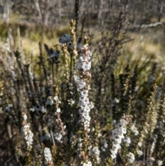 Epacris gunnii at Paddys River, ACT - 10 Sep 2023 08:40 AM