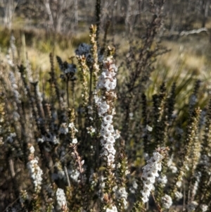 Epacris gunnii at Paddys River, ACT - 10 Sep 2023