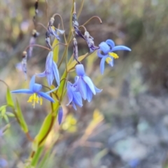 Stypandra glauca (Nodding Blue Lily) at Tuggeranong, ACT - 10 Sep 2023 by Mike