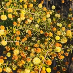 Acacia ulicifolia at Tuggeranong, ACT - 10 Sep 2023