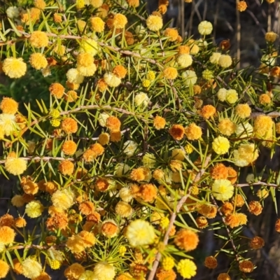 Acacia ulicifolia (Prickly Moses) at Wanniassa Hill - 10 Sep 2023 by Mike