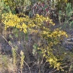 Acacia ulicifolia at Tuggeranong, ACT - 10 Sep 2023
