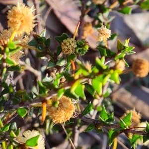 Acacia gunnii at Tuggeranong, ACT - 10 Sep 2023 04:08 PM