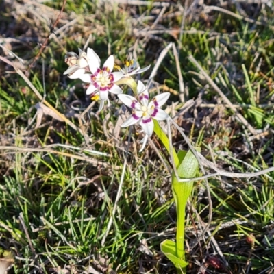 Wurmbea dioica subsp. dioica (Early Nancy) at Wanniassa Hill - 10 Sep 2023 by Mike