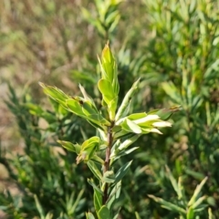 Styphelia triflora (Five-corners) at Tuggeranong, ACT - 10 Sep 2023 by Mike