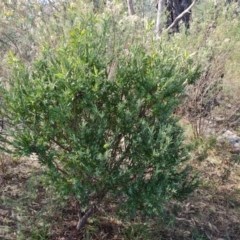 Styphelia triflora at Tuggeranong, ACT - 10 Sep 2023