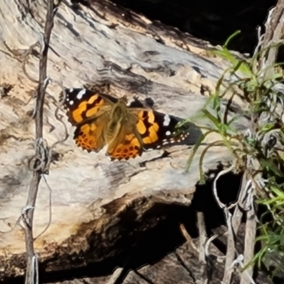 Vanessa kershawi (Australian Painted Lady) at Wanniassa Hill - 10 Sep 2023 by Mike