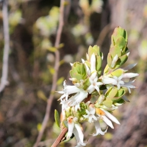 Brachyloma daphnoides at Tuggeranong, ACT - 10 Sep 2023