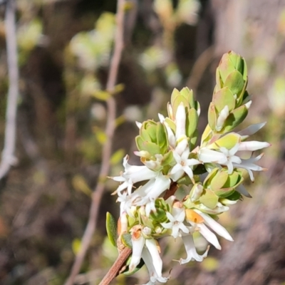 Brachyloma daphnoides (Daphne Heath) at Tuggeranong, ACT - 10 Sep 2023 by Mike