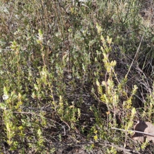 Brachyloma daphnoides at Tuggeranong, ACT - 10 Sep 2023 03:04 PM