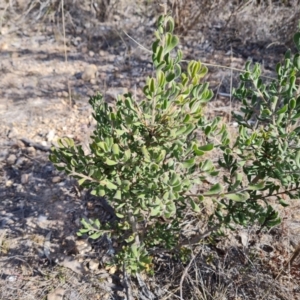 Persoonia rigida at Tuggeranong, ACT - 10 Sep 2023