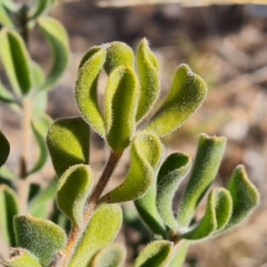 Persoonia rigida at Tuggeranong, ACT - 10 Sep 2023