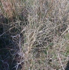 Carex bichenoviana (A Sedge ) at Symonston, ACT - 6 Sep 2023 by CallumBraeRuralProperty