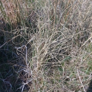 Carex bichenoviana at Symonston, ACT - 6 Sep 2023 02:11 PM