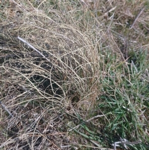 Carex bichenoviana at Symonston, ACT - 6 Sep 2023 02:11 PM