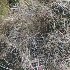 Carex bichenoviana at Symonston, ACT - 6 Sep 2023 02:11 PM