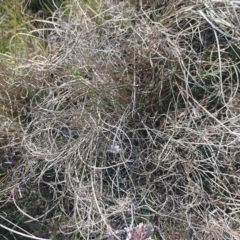 Carex bichenoviana at Symonston, ACT - 6 Sep 2023