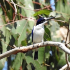 Todiramphus macleayii (Forest Kingfisher) at Avondale, QLD - 18 Aug 2023 by Gaylesp8