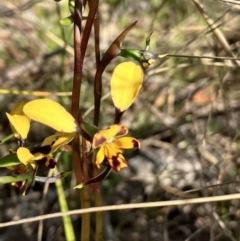 Diuris pardina (Leopard Doubletail) at Hall, ACT - 10 Sep 2023 by strigo