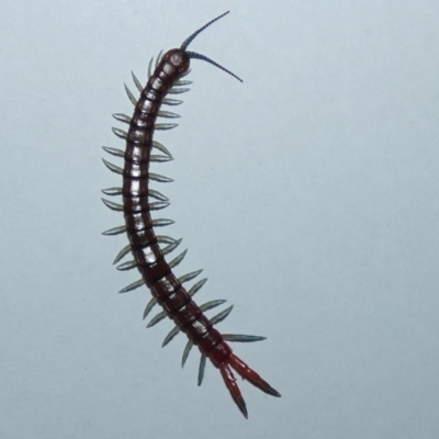 Cormocephalus sp.(genus) (Scolopendrid Centipede) at Belconnen, ACT - 5 Sep 2023 by Amata