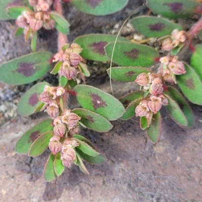Euphorbia maculata (Eyebane) at Ulladulla, NSW - 10 Sep 2023 by trevorpreston