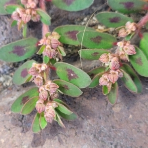 Euphorbia maculata at Ulladulla, NSW - 10 Sep 2023