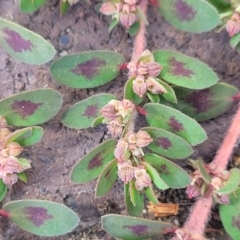 Euphorbia maculata at Ulladulla, NSW - 10 Sep 2023 12:55 PM