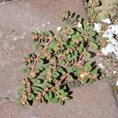 Euphorbia maculata at Ulladulla, NSW - 10 Sep 2023 12:55 PM