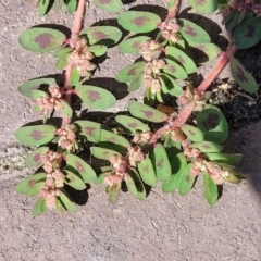 Euphorbia maculata at Ulladulla, NSW - 10 Sep 2023 12:55 PM