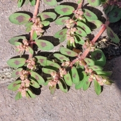 Euphorbia maculata at Ulladulla, NSW - 10 Sep 2023