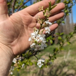 Prunus sp. at Tharwa, ACT - 10 Sep 2023