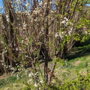 Prunus sp. at Tharwa, ACT - 10 Sep 2023