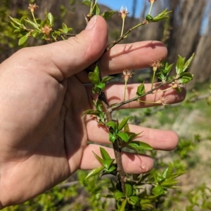 Prunus sp. at Tharwa, ACT - 10 Sep 2023