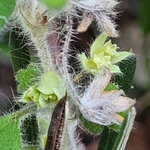Xanthosia pilosa at Ulladulla, NSW - 10 Sep 2023