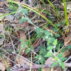 Xanthosia pilosa at Ulladulla, NSW - 10 Sep 2023