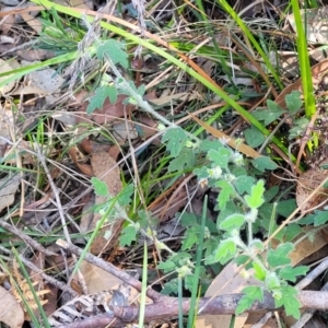 Xanthosia pilosa at Ulladulla, NSW - 10 Sep 2023