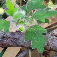 Xanthosia pilosa at Ulladulla, NSW - 10 Sep 2023