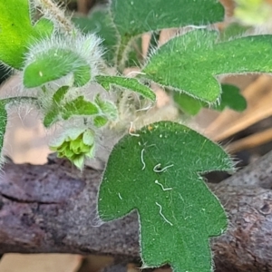 Xanthosia pilosa at Ulladulla, NSW - 10 Sep 2023