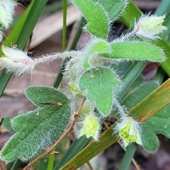 Xanthosia pilosa at Ulladulla, NSW - 10 Sep 2023 12:29 PM