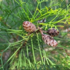Petrophile pedunculata (Conesticks) at Ulladulla, NSW - 10 Sep 2023 by trevorpreston