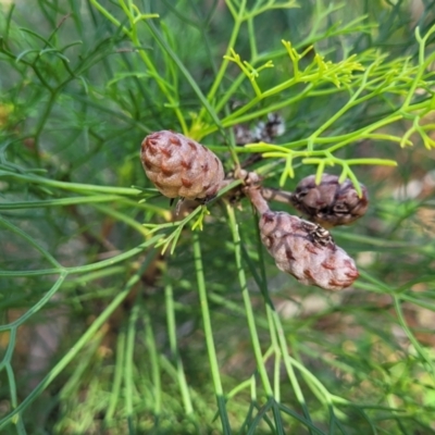 Petrophile pedunculata (Conesticks) at Ulladulla, NSW - 10 Sep 2023 by trevorpreston